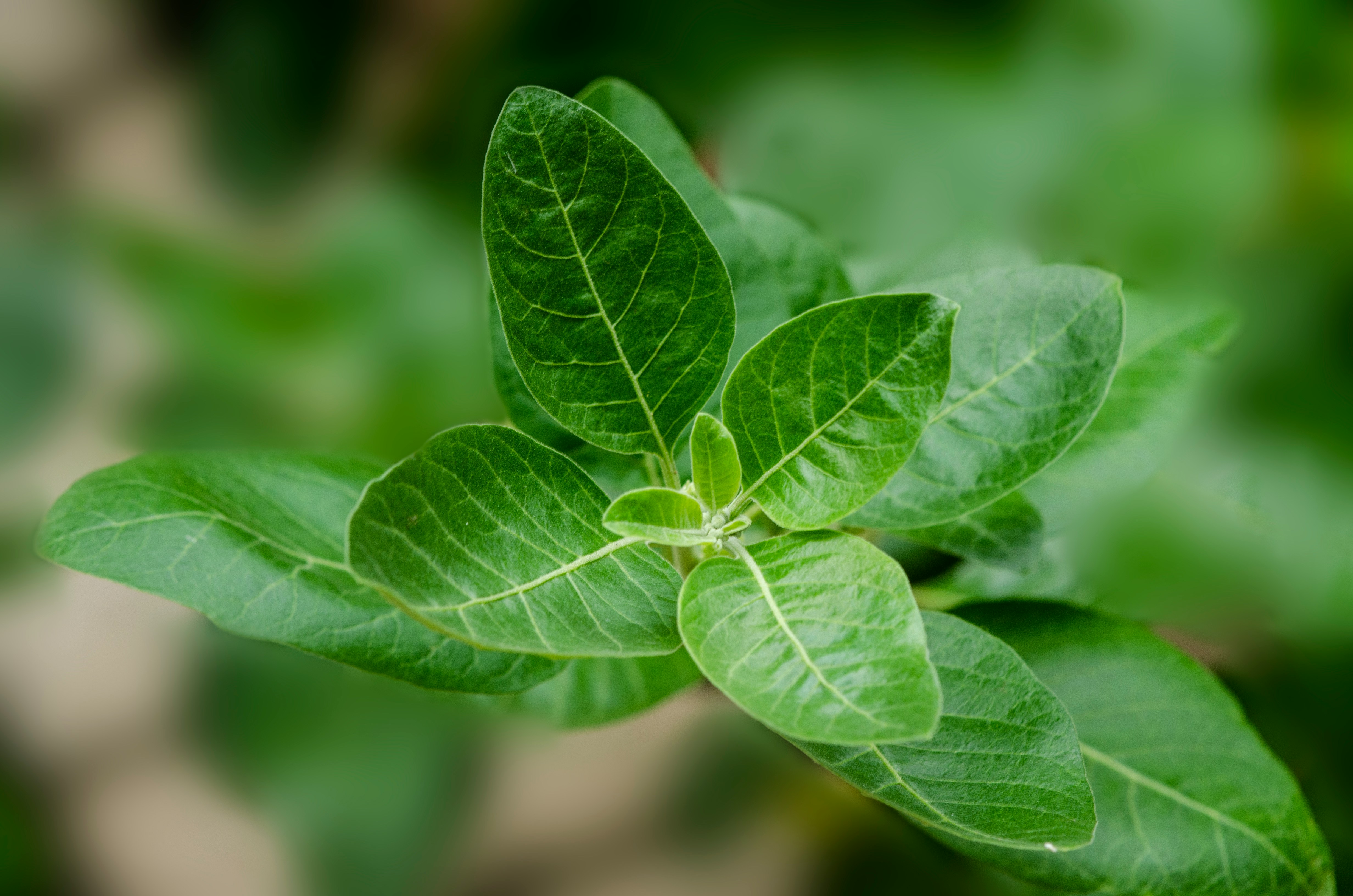 Health experts stress that ashwagandha should be treated as a medicinal herb, not a daily food supplement. Photo: Unsplash
