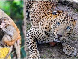 जब खूंखार तेंदुए के जबड़े से किसान को खींच लाई बंदरों की सेना, उदयपुर में दिखा 'जंगल बुक' का नजारा