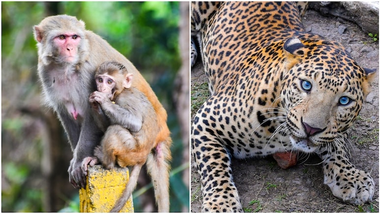 जब खूंखार तेंदुए के जबड़े से किसान को खींच लाई बंदरों की सेना, उदयपुर में दिखा 'जंगल बुक' का नजारा