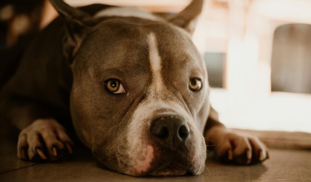 जिसे रक्षक समझा वही निकला भक्षक...4 साल तक जिस कुत्ते को लाड से पाला, उसी ने चबा डाला मालकिन का चेहरा