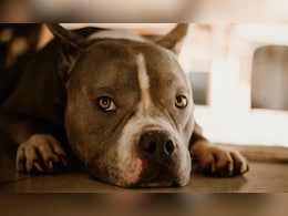 जिसे रक्षक समझा वही निकला भक्षक...4 साल तक जिस कुत्ते को लाड से पाला, उसी ने चबा डाला मालकिन का चेहरा