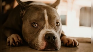 जिसे रक्षक समझा वही निकला भक्षक...4 साल तक जिस कुत्ते को लाड से पाला, उसी ने चबा डाला मालकिन का चेहरा