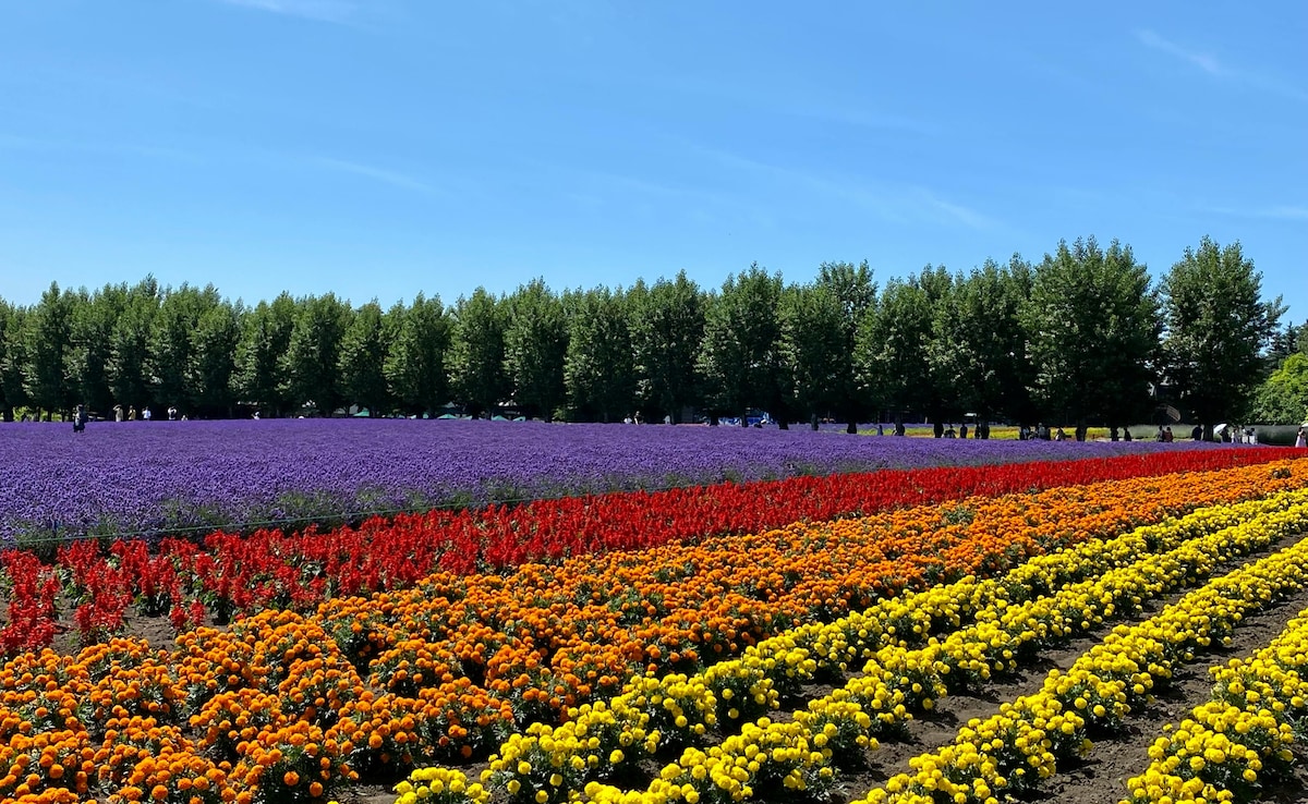 6 Places Around The World That Come Alive With Flowers In Spring