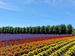 6 Places Around The World That Come Alive With Flowers In Spring