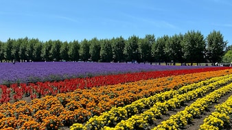6 Places Around The World That Come Alive With Flowers In Spring