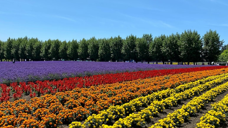 6 Places Around The World That Come Alive With Flowers In Spring