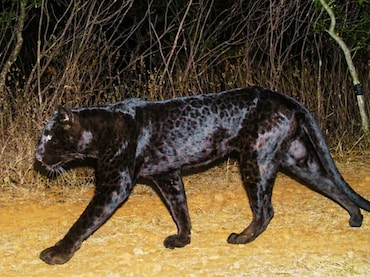 Satara News : सह्याद्री व्याघ्र प्रकल्पातील कॅमेऱ्यात 'ब्लॅक पँथर', दुर्मीळ दृश्य; बिबट्या असूनही रंग काळा का?