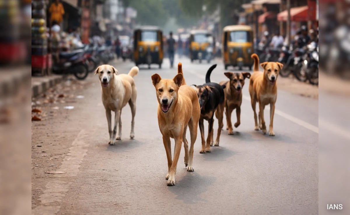 3-Year-Old Girl Mauled To Death By Stray Dogs In Telangana