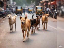 9-Year-Old Girl Mauled To Death By Stray Dogs In Rajasthan