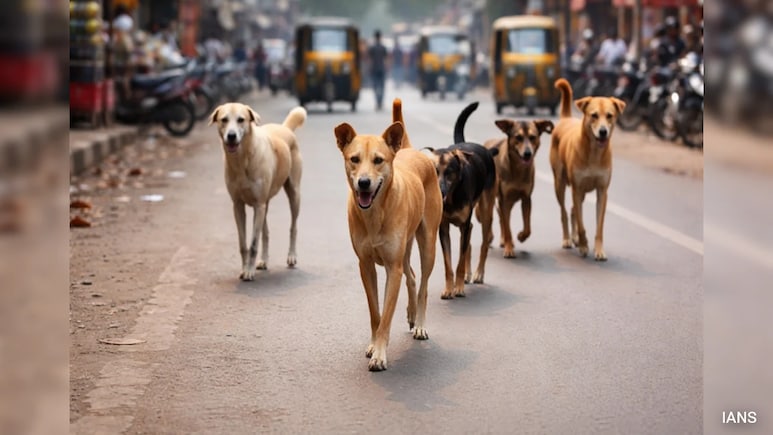 9-Year-Old Girl Mauled To Death By Stray Dogs In Rajasthan