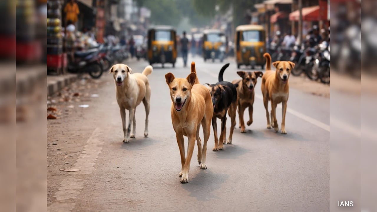 4-Year-Old Mauled To Death By Stray Dogs In Punjab's Hoshiarpur