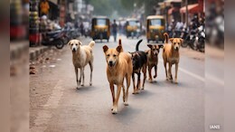 4-Year-Old Mauled To Death By Stray Dogs In Punjab's Hoshiarpur