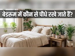 भयंकर गर्मी में बेडरूम को नेचुरली ठंडा रखेंगे ये प्लांट्स, बिल आएगा और हवा रहेगी शुद्ध!