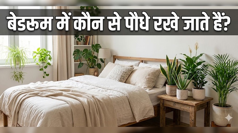 भयंकर गर्मी में बेडरूम को नेचुरली ठंडा रखेंगे ये प्लांट्स, बिल आएगा और हवा रहेगी शुद्ध!