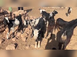 जैसलमेर में बकरियों में फैली अज्ञात बीमारी, 7 दिन में 38 की गई जान, पशुपालकों में छाई चिंता