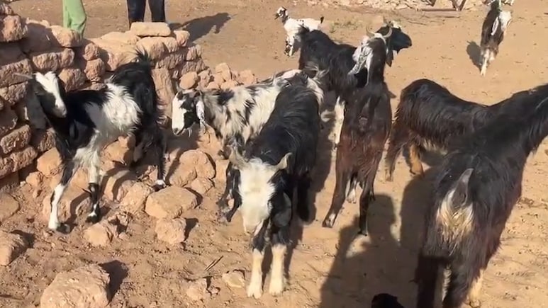 जैसलमेर में बकरियों में फैली अज्ञात बीमारी, 7 दिन में 38 की गई जान, पशुपालकों में छाई चिंता