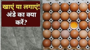 खाना या लगाना, बालों का झड़ना रोकने के लिए अंडे का क्या करना चाहिए, किसमें है ज्यादा फायदा...