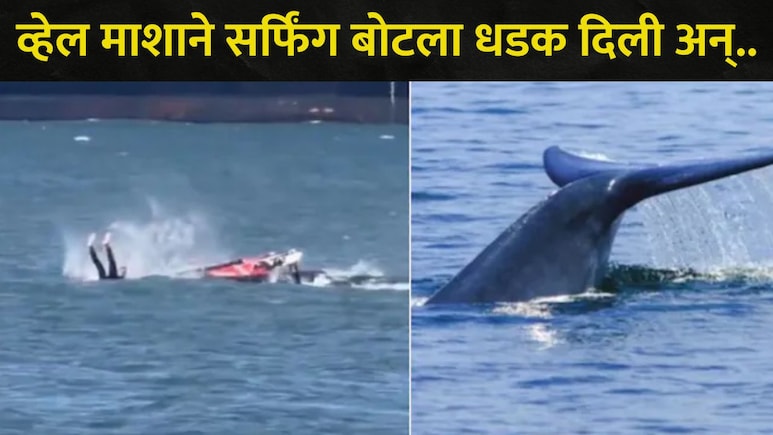 Viral Video :&nbsp;समुद्राच्या लाटांवर सुरू होती मस्ती, अचानक महाकाय व्हेल समोर आला,  त्यानंतर तरुणासोबत घडलं..