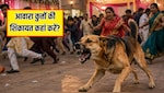 शादी में आवारा कुत्ते का आतंक, 60 से ज्यादा लोगों को काटा, जानें आवारा कुत्तों की शिकायत कहां करें