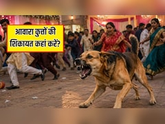 शादी में आवारा कुत्ते का आतंक, 60 से ज्यादा लोगों को काटा, जानें आवारा कुत्तों की शिकायत कहां करें