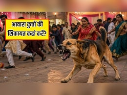 शादी में आवारा कुत्ते का आतंक, 60 से ज्यादा लोगों को काटा, जानें आवारा कुत्तों की शिकायत कहां करें