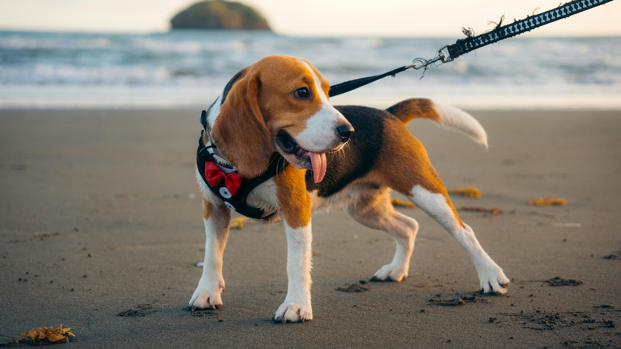 Why Cheap Leashes Snap And What Makes A Durable One Why Cheap Leashes Snap And What Makes A Durable One