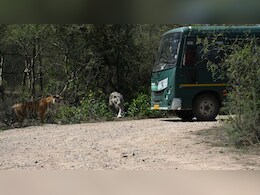 Rajasthan: नाहरगढ़ बायोलॉजिकल पार्क में सफेद बाघ सफारी के लिए उमड़ी पर्यटकों की भीड़, भीम और स्कंधी की अठखेलियां ने जीता दिल