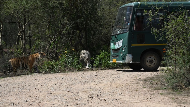 Rajasthan: नाहरगढ़ बायोलॉजिकल पार्क में सफेद बाघ सफारी के लिए उमड़ी पर्यटकों की भीड़, भीम और स्कंधी की अठखेलियां ने जीता दिल