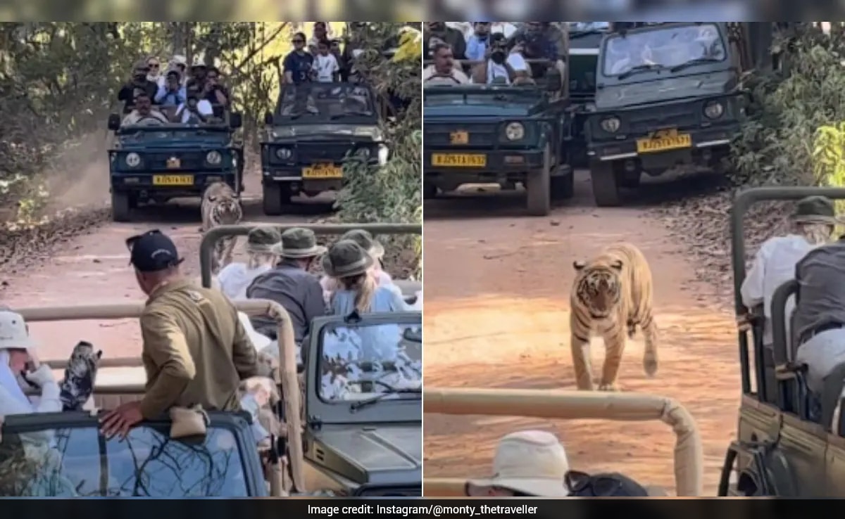 "Traffic Jam" During Ranthambore Safari Goes Viral, Internet Reacts To Tiger Struggling For Space