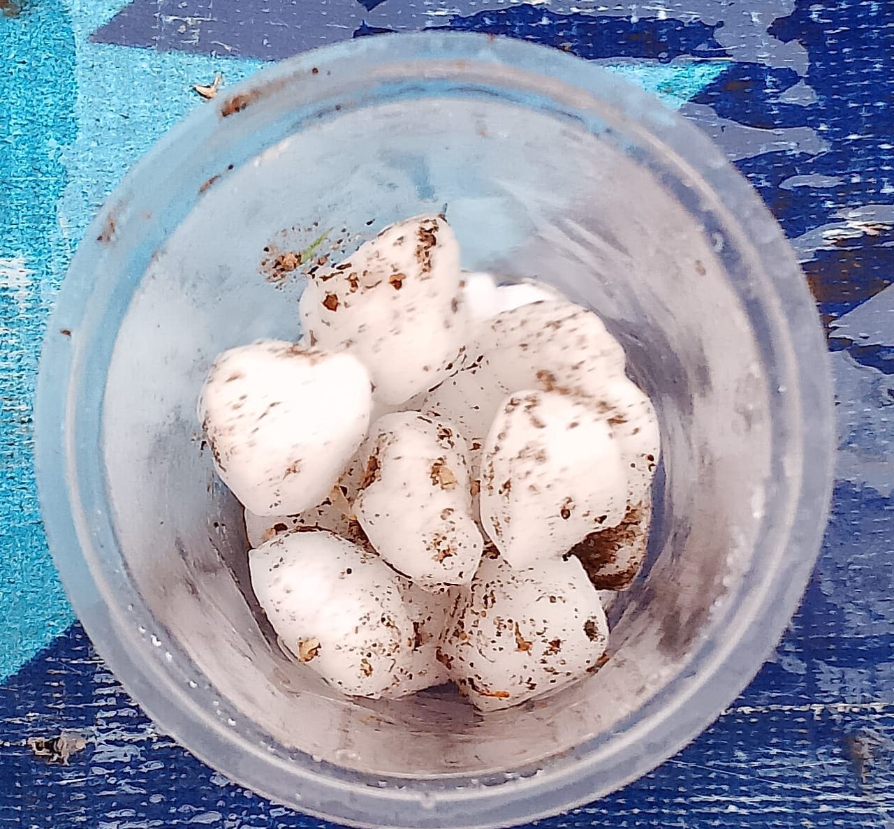 मौसम विभाग के मुताबिक ग्वालियर में 3.50 से 4.05 तक लगभग 2.5 सेंटीमीटर व्यास के ओले गिरे। मौसम विभाग के मुताबिक ग्वालियर में 3.50 से 4.05 तक लगभग 2.5 सेंटीमीटर व्यास के ओले गिरे।