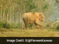 मां हाथी का मातम देख कांप उठे लोग! हथिनी बार-बार बच्चे को जगा रही थी, लेकिन निकल चुकी थी उसकी जान - देखे Video