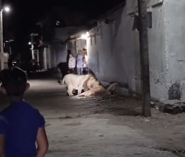 Video: जंगल से गांव में घुसे शेर ने उड़ाई ऐसी दावत कि देखने वालों के पसीने छूट गए