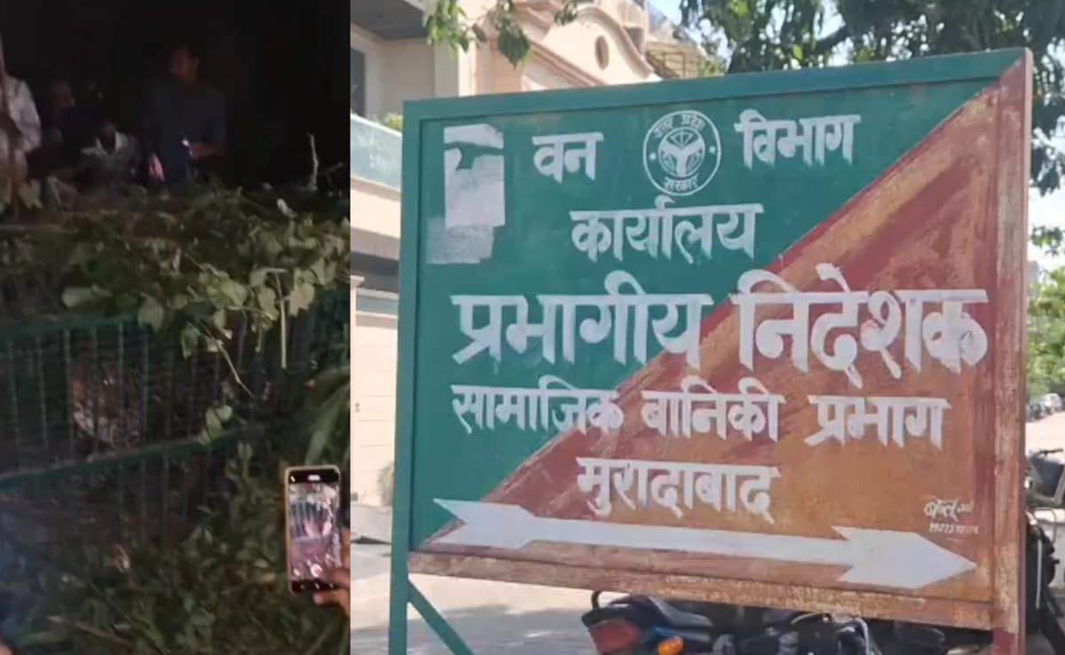 मुरादाबाद में आतंक का अंत: आदमखोर तेंदुआ पिंजरे में कैद, लोगों ने ली राहत की सांस 
