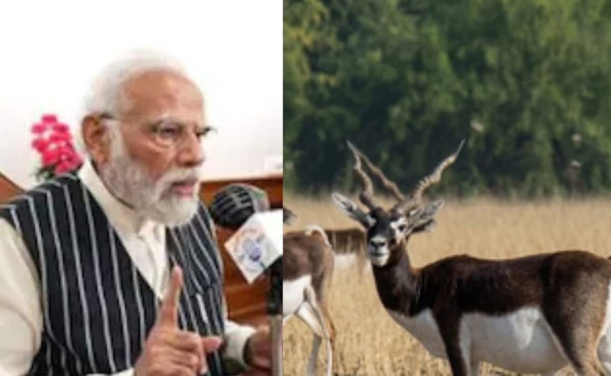 मन की बात में PM मोदी ने छत्तीसगढ़ के काले हिरणों का किया जिक्र, बारनवापारा में 5 दशक बाद लौटे ये हिरण