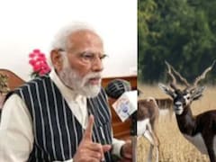 मन की बात में PM मोदी ने छत्तीसगढ़ के काले हिरणों का किया जिक्र, बरनवापारा वन्यजीव अभयारण्य में हैं ये हिरण
