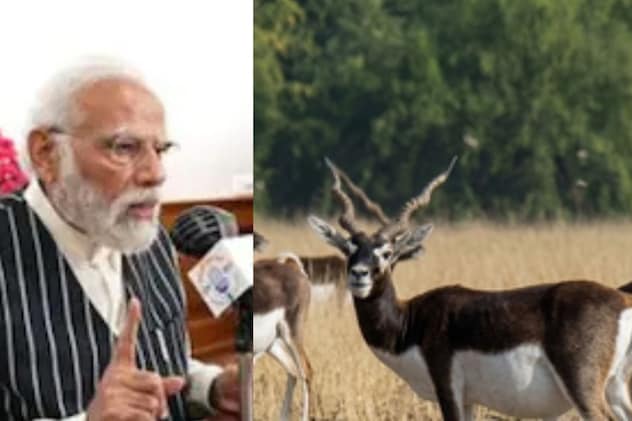 मन की बात में PM मोदी ने छत्तीसगढ़ के काले हिरणों का किया जिक्र, बारनवापारा में 5 दशक बाद लौटे ये हिरण