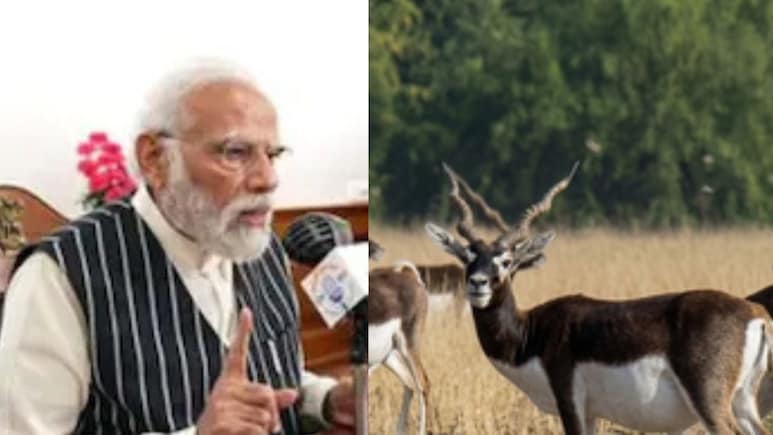 मन की बात में PM मोदी ने छत्तीसगढ़ के काले हिरणों का किया जिक्र, बारनवापारा में 5 दशक बाद लौटे ये हिरण