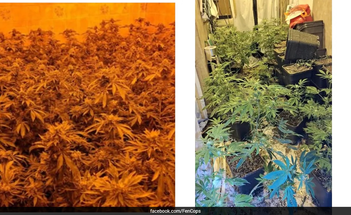 From Housewarming To Drug Bust: Home-Buyer Stumbles Upon Cannabis Farm In UK