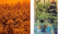 From Housewarming To Drug Bust: Home Buyer Stumbles Upon Cannabis Farm