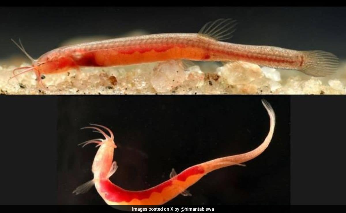 Rare Fish Species 'Gitchak Nakana' Discovered In Assam's Goalpara