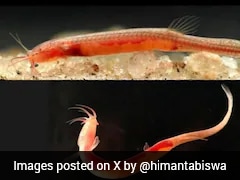 Rare Fish Species 'Gitchak Nakana' Discovered In Assam's Goalpara