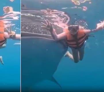 समंदर में फोटोशूट के बीच घुसी 'व्हेल शार्क', महिला का रिएक्शन हुआ वायरल