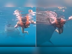 समंदर में फोटोशूट के बीच घुसी 'व्हेल शार्क', महिला का रिएक्शन हुआ वायरल