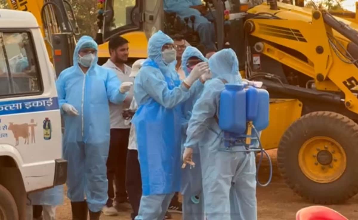 African swine fever: अफ्रीकन स्वाइन फीवर से छत्तीसगढ़ के इस शहर में मचा हड़कंप, आनन-फानन में सुअरों को उतारा गया मौत के घाट