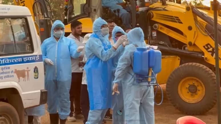 African swine fever: अफ्रीकन स्वाइन फीवर से छत्तीसगढ़ के इस शहर में मचा हड़कंप, आनन-फानन में सुअरों को उतारा गया मौत के घाट