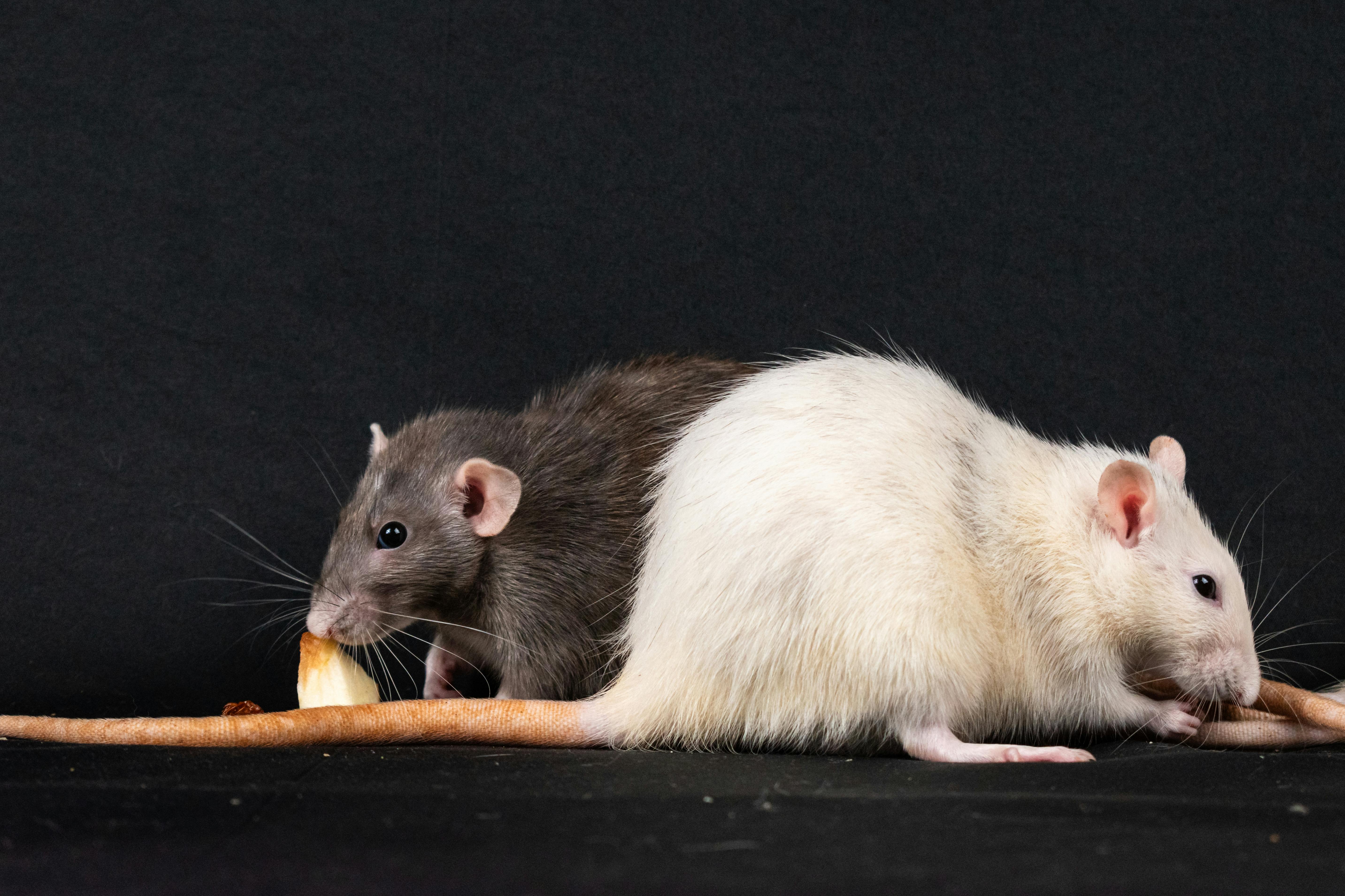 Washington DC Launches $130k Pilot To Curb Rat Population Using Birth Control