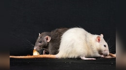 Washington DC Launches $130,000 Pilot To Control Rat Population Using Birth Control