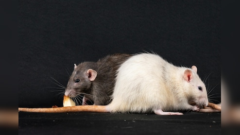 Washington DC Launches $130,000 Pilot To Control Rat Population Using Birth Control