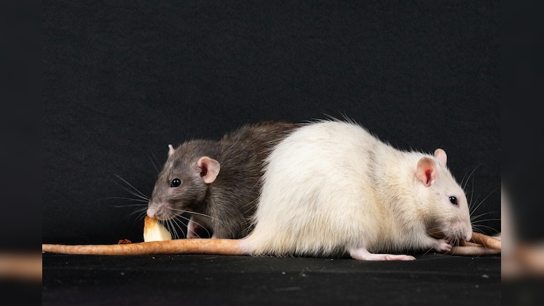 Washington DC Launches $130,000 Pilot To Control Rat Population Using Birth Control