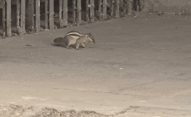 Video: मोहनलाल सुखाड़िया यूनिवर्सिटी में गिलहरी का खौफ,18 लोगों को बनाया शिकार...रेस्क्यू टीम के भी छूटे पसीने